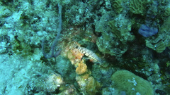 Serranus tigrinus