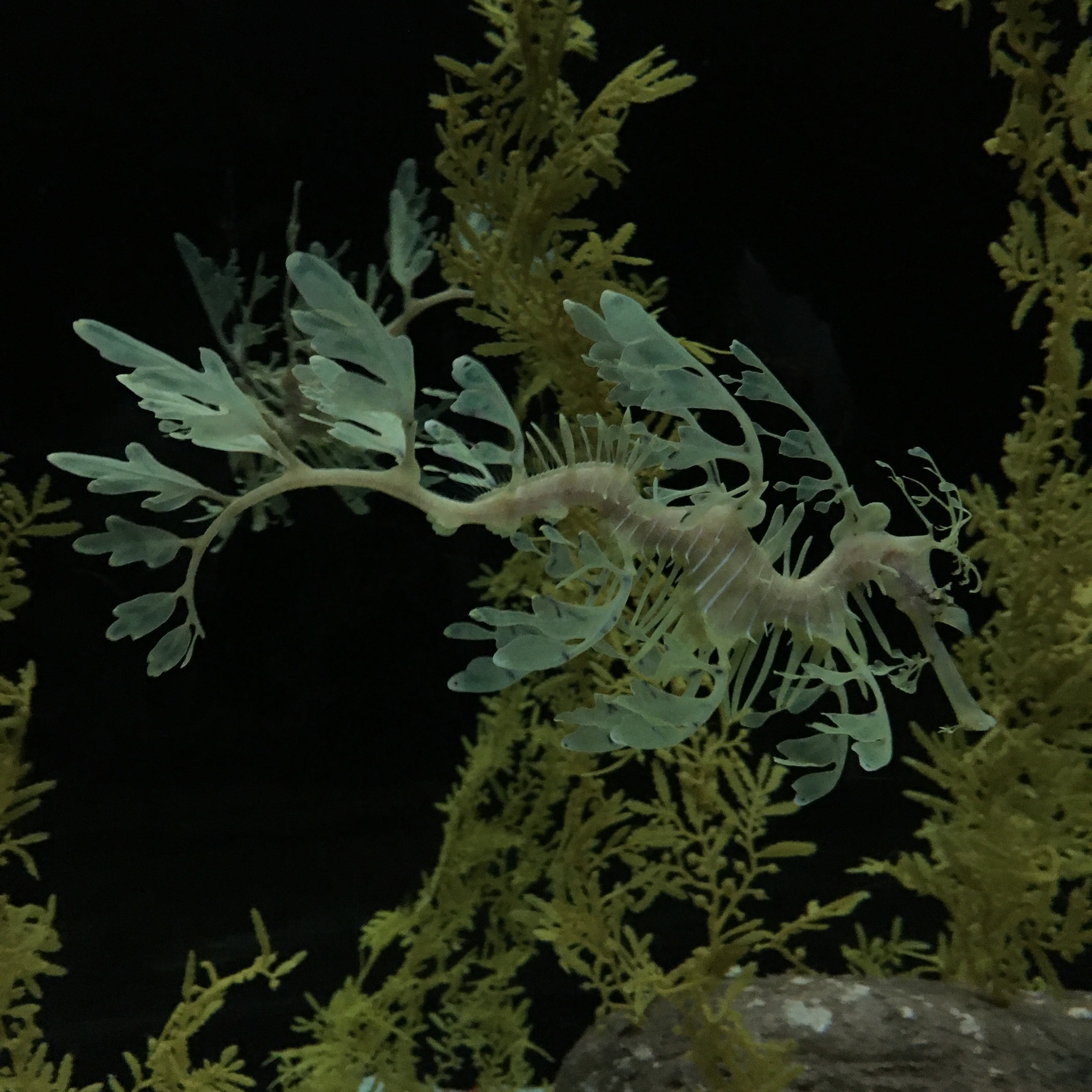 austraalia narmaskala, flikfisk, glauert's sea-dragon, leafy seadragon, levämerihevonen, raitalehvähevonen, 枝叶海马, 枝葉海馬