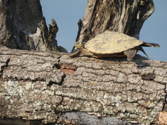 Graptemys ouachitensis