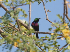 Cinnyris mariquensis