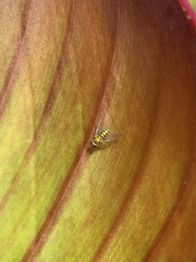 Condylostylus caudatus