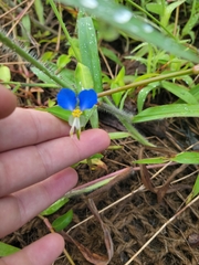 Commelina communis