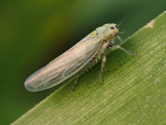 Macrosteles