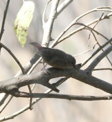 Lagonosticta senegala
