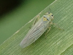 Macrosteles