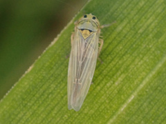 Macrosteles