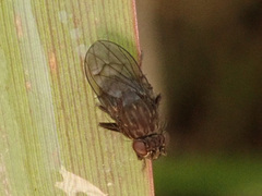 Limosininae