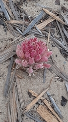 Hyobanche sanguinea