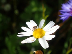 Coccinula quatuordecimpustulata