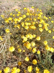 Leysera gnaphalodes