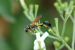 Sceliphron madraspatanum