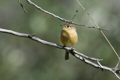 Empidonax fulvifrons