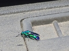 Chrysis angolensis