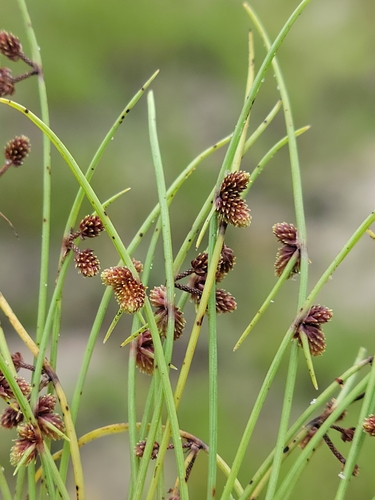 Small-Flower Halfchaff Sedge
