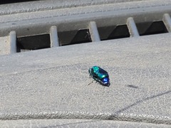 Chrysis angolensis