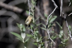 Empidonax fulvifrons