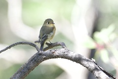 Empidonax fulvifrons
