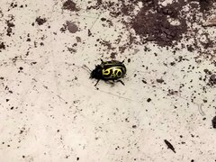 Calligrapha serpentina