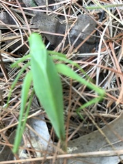 Amblycorypha