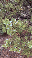 Juniperus osteosperma