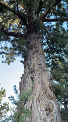 Juniperus occidentalis