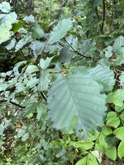 Betulaceae