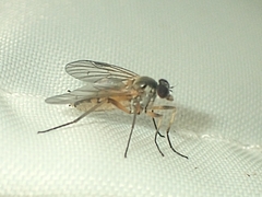 Rhagio lineola