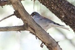 Junco phaeonotus