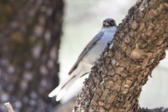 Junco phaeonotus