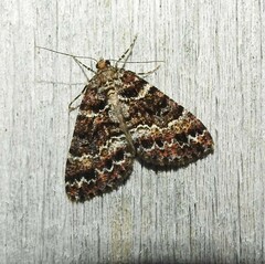 Pseudocoremia productata