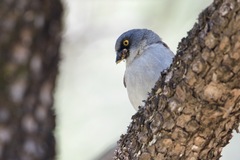 Junco phaeonotus