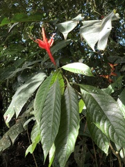 Acanthoideae