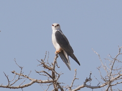 Elanus caeruleus caeruleus
