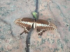 Papilio ornythion ornythion