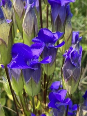 Gentianopsis crinita