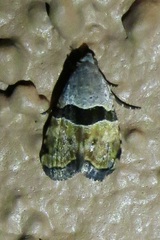 Cobubatha lixiva