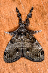 Orgyia leucostigma