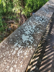 Physcia americana