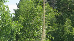 Acrocephalus dumetorum