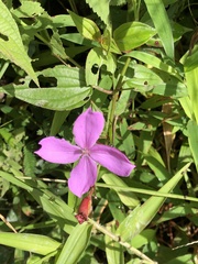 Arthrostemma ciliatum