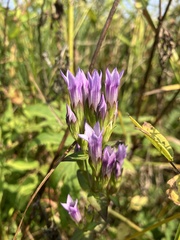 Gentianella quinquefolia