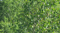 Acrocephalus dumetorum