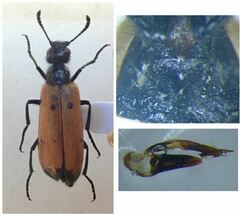 Mylabris quadripunctata