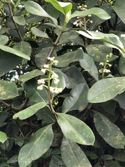 Clusiaceae