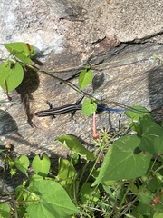 Plestiodon
