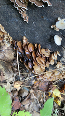 Scytinotus longinquus