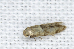 Pigritia