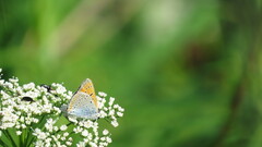 Lycaena dispar