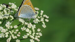 Lycaena dispar