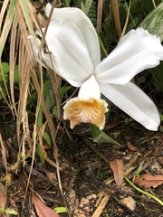 Sobralia